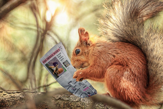 Eichhörnchen mit Zeitung